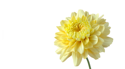 A pastel yellow chrysanthemum flower against a transparent background.