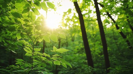 Fototapeta premium Sunlit Green Leaves in a Lush Forest Setting