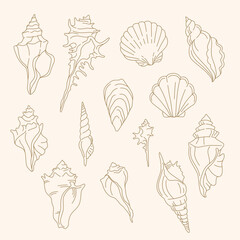 Set of line art sea shell illustration