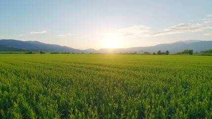 Naklejka premium Sunrise over lush green field, mountainous backdrop, aerial view, agriculture