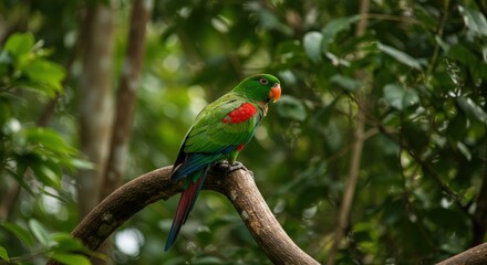 Colorful Parrot in Rainforest