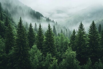 Misty mountain forest, evergreen trees, valley fog, nature scene, travel poster