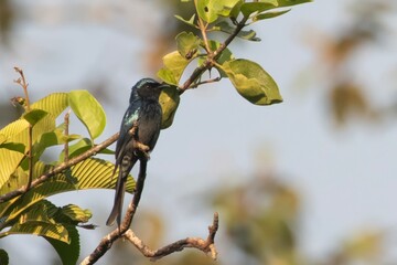 bronzed drongo or Dicrurus aeneus at Dehing Patkai in Assam, India