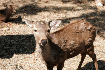 Wild deer in Nara Park, a famous tourist attraction in Japan