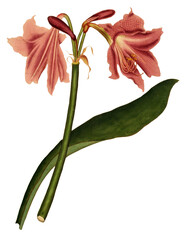 Hand drawn plants and flowers transparent background