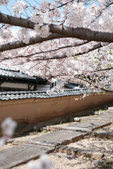 Spring Japanese streets and background of pink and white cherry blossoms