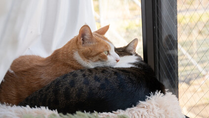 窓辺でくつろぐ可愛い二匹の猫