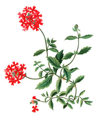 Hand drawn plants and flowers transparent background