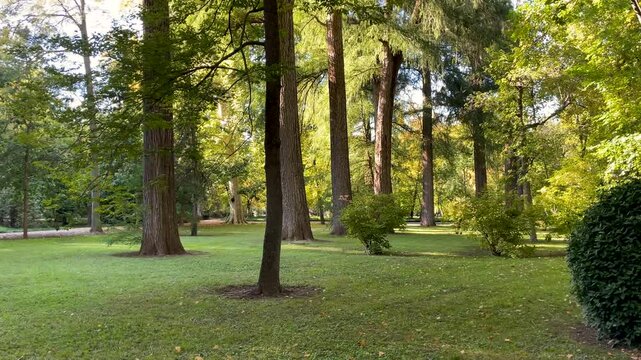filming in the Jard&iacute;n del Pr&iacute;ncipe where we see a row of redwoods next to a great variety of trees, a path and the ground is all grass, there are hedges and some with shapes, there is afternoon light