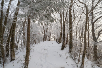 美しい霧氷の森