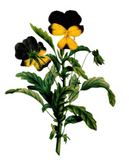 Hand drawn plants and flowers transparent background