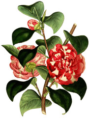 Hand drawn plants and flowers transparent background