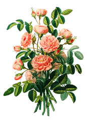 Hand drawn plants and flowers transparent background