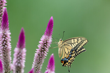 花の蜜を吸うアゲハチョウ