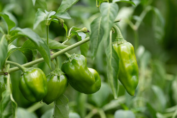 家庭菜園で育てたピーマン