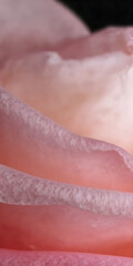 Fototapeta premium A macro shot of soft pink rose petals with subtle gradients and light reflections, emphasizing their delicate texture