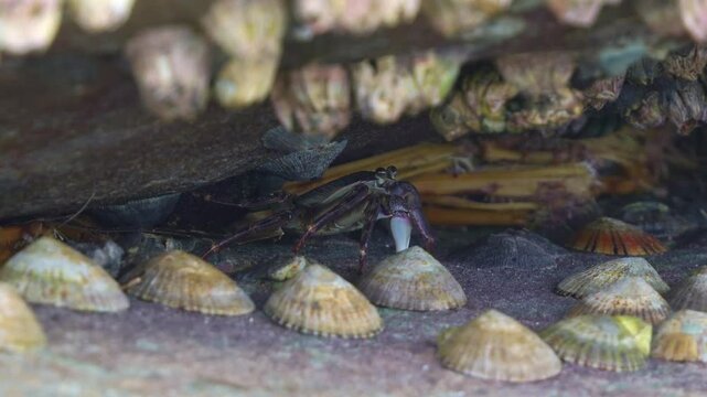 A Purple rock crab, (Leptograpsus variegatus) or Mottled shore crab (Grapsus albolineatus) shelters beneath a rocky overhang, surrounded by limpets and barnacles in a intertidal ecosystem, close up.
