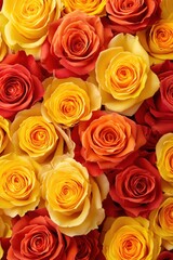 Close up view of vibrant roses in shades of yellow orange and red creating a floral pattern