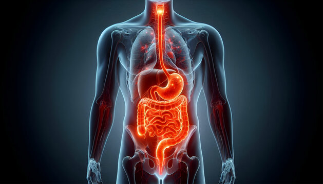 human digestive system anatomy