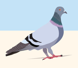 white pigeon on the ground