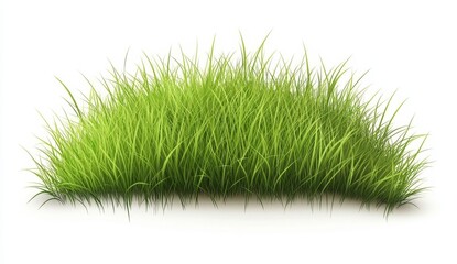 Lush green grass tuft isolated on white.