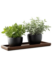 Fototapeta premium Herb Garden Mix (Various species) Small pots of thyme, mint, and sage, arranged on a wooden tray or in ceramic