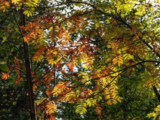 Kola Peninsula, rowan leaves in autumn.