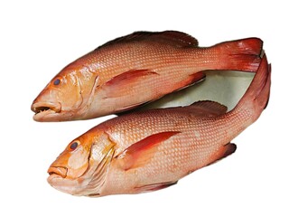 fresh fish on white background