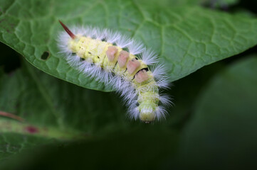 Caterpillar with creative hairstyle Calliteara pudibunda,Close-up of caterpillar on plant