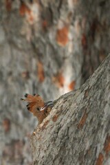 Woodpeckers live naturally in Thailand.
