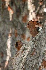 Woodpeckers live naturally in Thailand.
