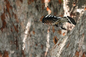 Woodpeckers live naturally in Thailand.