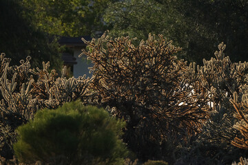 Cholla cactus in the sunlight