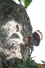 Woodpeckers live naturally in Thailand.