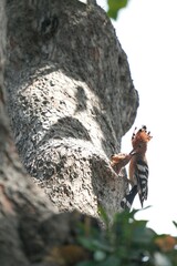 Woodpeckers live naturally in Thailand.