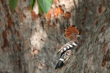 Woodpeckers live naturally in Thailand.