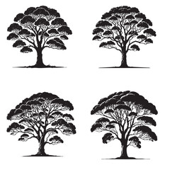 "Detailed Monochrome Vector Silhouettes of the Kauri Tree Isolated on a White Background"