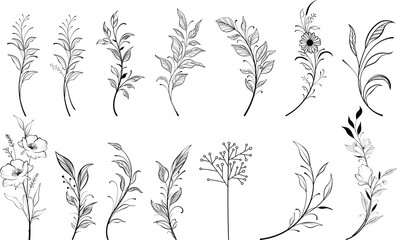 Vector set of fine line flowers. Doodle ornamental floral elements, nature botanical leaves and branches
