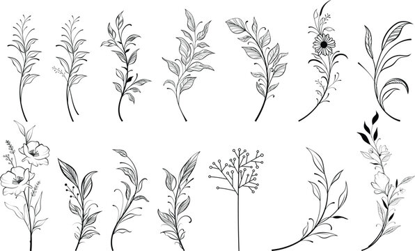 Vector set of fine line flowers. Doodle ornamental floral elements, nature botanical leaves and branches