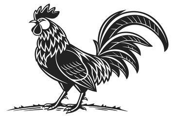 rooster isolated