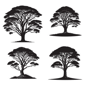 Vector Silhouettes of the Rimu Tree Isolated on a White Background"