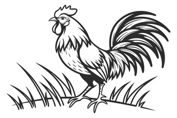 rooster isolated on white background