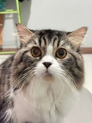 A fluffy cat with wide, curious eyes staring intently at the camera.