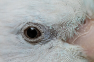 Part of tiny parrot parakeet white Forpus bird Pacific Parrotlet.