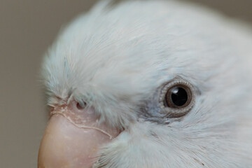 Part of tiny parrot parakeet white Forpus bird Pacific Parrotlet.