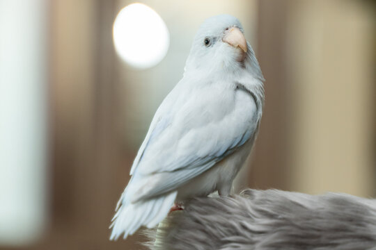 Tiny parrot parakeet white Forpus bird Pacific Parrotlet rest on branch.