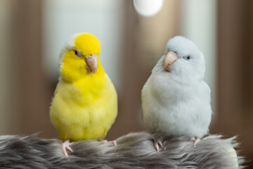 Tiny parrot parakeet white and yellow Forpus bird Pacific Parrotlet rest on branch.