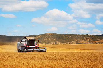 Combine Harvester Working, Cut Stem Cereals on Wheat Field on Farm. Seasonal Harvesting....