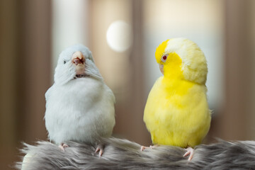 Tiny parrot parakeet white and yellow Forpus bird Pacific Parrotlet rest on branch.