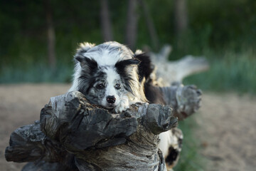 Fototapeta premium A Border Collie rests peacefully on a piece of driftwood, surrounded by a forest environment. The dog calm demeanor and the lush green setting convey a sense of relaxation.